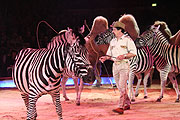 James Puydebois mit Kamelen und Zebras (Foto: MartiN Schmitz)